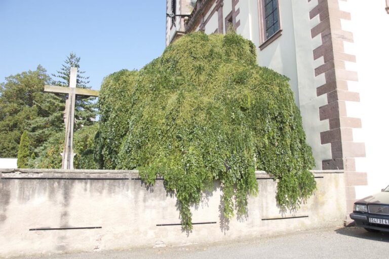 styphnolobium japonicum pendula 2 - Leafland