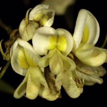 Cluster of delicate white and yellow flowers with intricate details, set against a stark black background, highlighting their unique beauty.