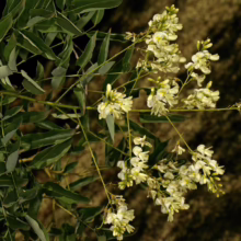 Branch of Sophora japonica with clusters of creamy white flowers and pinnate green leaves against a blurred background.