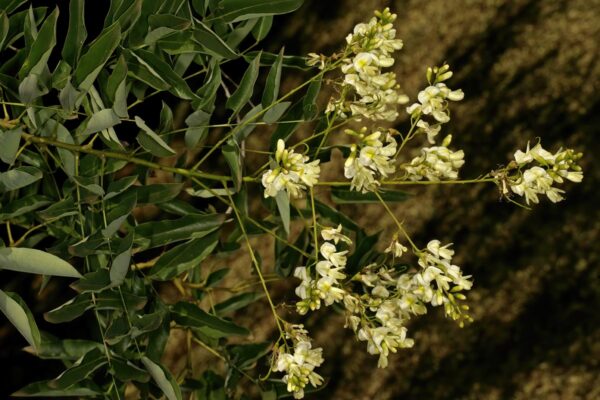 <i>Styphnolobium japonicum</i> 'Pendula' - Image 4