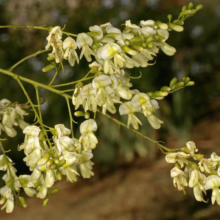Delicate white flowers bloom on a branch, with buds promising more blossoms. Creamy white petals with yellow accents create a soft, elegant display against a blurred green background.