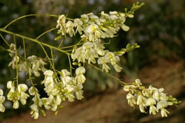 <i>Styphnolobium japonicum</i> 'Pendula' - Image 5