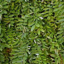 Lush green foliage of a Honey Locust tree, showcasing its pinnately compound leaves creating a dense, vibrant canopy.