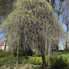 Unique weeping willow tree with delicate new spring growth forming a rounded canopy. Green grass and other trees are in the background on a sunny day.