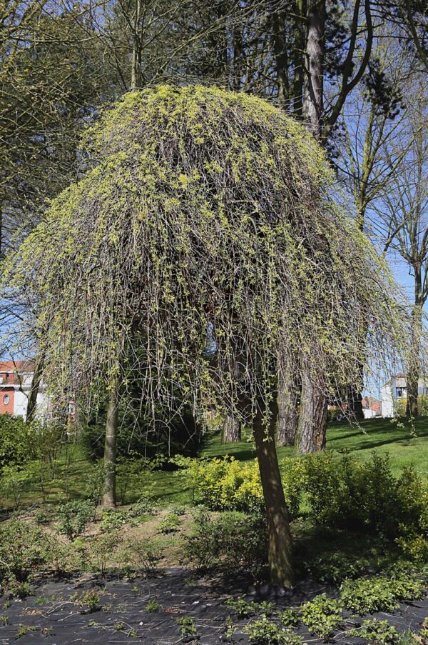 <i>Styphnolobium japonicum</i> 'Pendula' - Image 7