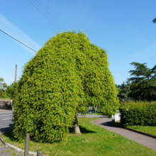 A unique, weeping tree cascades over a sidewalk, its vibrant green foliage creating a natural umbrella. Lush green grass and a clear blue sky complete the serene landscape.