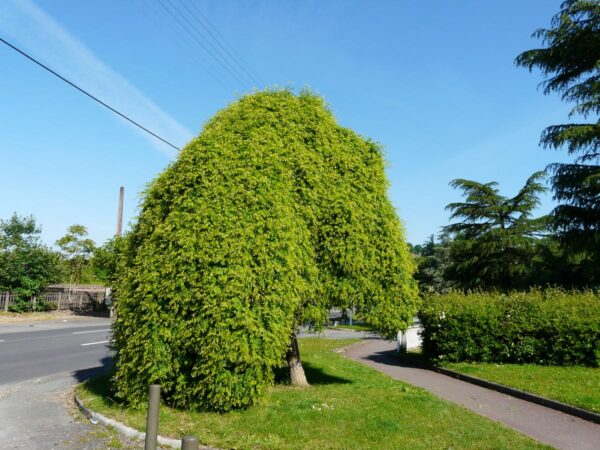 <i>Styphnolobium japonicum</i> 'Pendula' - Image 8