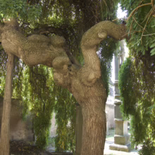 Gnarled weeping tree in an old cemetery, its branches cascading like a green waterfall over aged tombstones. The tree's textured bark and unique shape add to the serene yet melancholic atmosphere.
