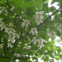 Delicate white flowers with golden stamens hang gracefully from a Styrax japonica tree, surrounded by lush green leaves. The blossoms create a serene, natural scene.