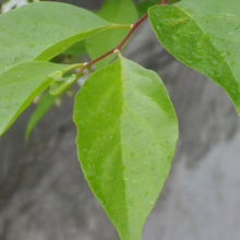 Close-up of glossy green leaves on a plant with a reddish-brown stem. The leaves have a pointed shape and are covered in tiny water droplets, showcasing vibrant natural textures.