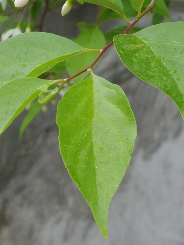 <i>Styrax japonicus</i> - Image 3