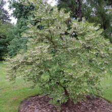 A beautiful silverbell tree in full bloom, adorned with delicate white flowers, stands prominently on a lush green lawn. Mulch surrounds its base, with taller trees in the background, creating a serene garden scene.