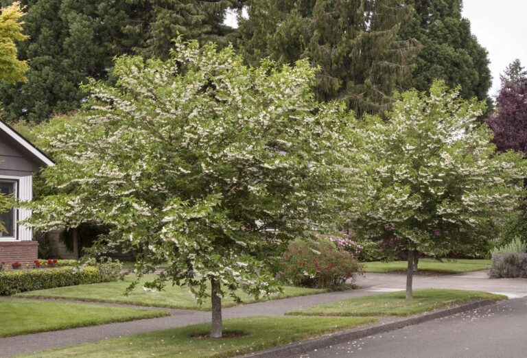styrax japonicus - Leafland