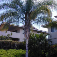 A tall palm tree stands prominently in a green lawn, with a house partially visible in the background.