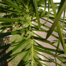 Close-up of vibrant green palm fronds, showcasing the plant's linear leaf structure against a blurred backdrop of grass and pavement.