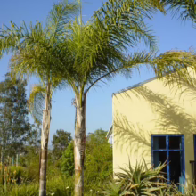 Palm trees stand tall against a bright blue sky, casting shadows on a yellow building with blue-framed windows. Lush greenery and aloe plants fill the foreground, creating a vibrant, tropical feel.
