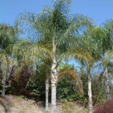Lush queen palm trees stand tall against a bright blue sky, their fronds swaying gently. A park bench sits beneath the palms, inviting relaxation in this tranquil outdoor setting.