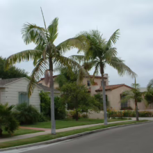 Two palm trees stand tall along a residential street lined with lush green lawns and California-style homes with terracotta roofs. A small palm tree and mailbox labeled "4391" are visible in the foreground.