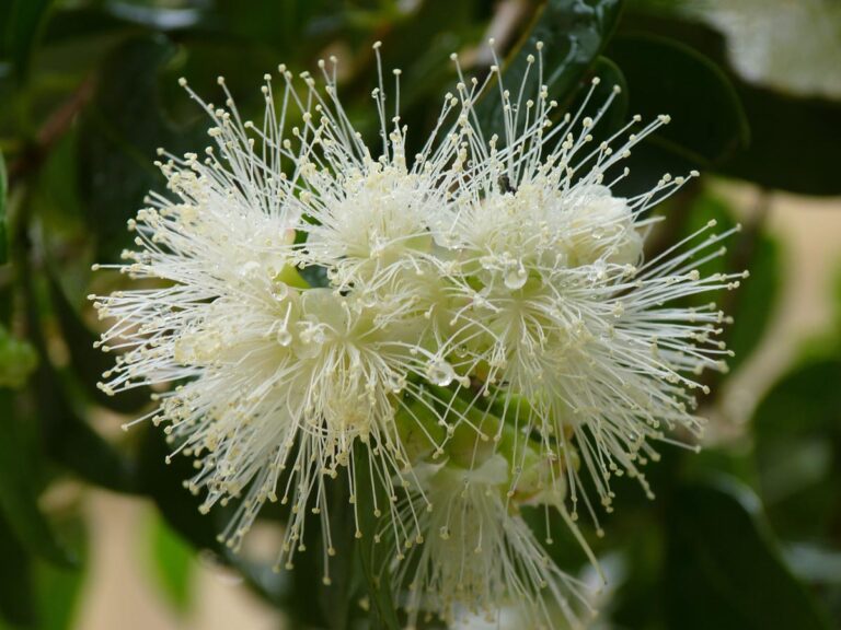 syzygium australe 2 - Leafland