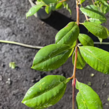Close-up of glossy green leaves on a young plant with reddish stems, showcasing healthy growth. The leaves have prominent veins and a vibrant color.
