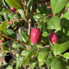Close-up of a vibrant green camellia plant with glossy leaves and two ripe, red camellia fruits hanging from a branch. The background shows more camellia plants in terracotta pots.