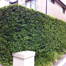 Lush, vibrant green pittosporum hedge creating a dense, privacy screen along a property line. Well-maintained garden with contrasting ground cover. Modern home in the background.