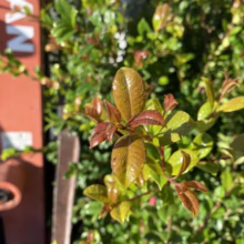 Glossy leaves of a vibrant evergreen shrub, some with reddish new growth, glisten with water droplets in the sun. A partial view of a red and black "MAN" cart is visible on the left.