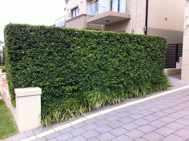 syzygium australe - Leafland