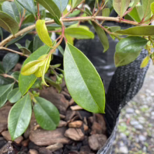 Close-up of a vibrant green shrub with glossy leaves and red stems, growing in a pot with mulch. The plant shows healthy growth, perfect for landscaping and garden design.