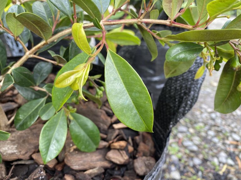syzygium australe resilience 2 - Leafland