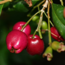 Cluster of vibrant red wax apples hanging from a branch with glossy green leaves. Some apples are ripe and plump, while others are still developing, showcasing the fruit's growth cycle.