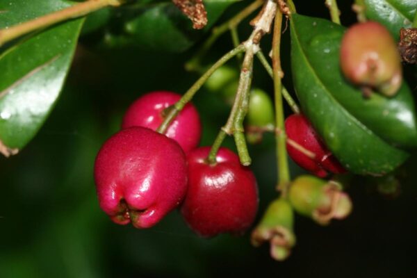 <i>Syzygium australe</i> 'Resilience' - Image 3