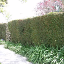 Lush green hedge row provides privacy along a sidewalk, with vibrant green agapanthus plants adding a touch of elegance. A well-maintained garden landscape.