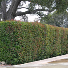 Lush, well-maintained Photinia hedge with vibrant green and red leaves, providing privacy and curb appeal in a residential setting.