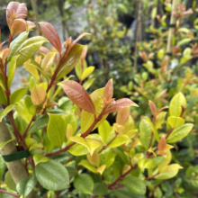 Photinia plant with vibrant new growth. The fresh leaves display a mix of bronze and green hues, contrasting with the established darker green foliage.