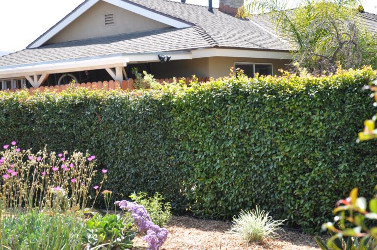 syzygium australe resilience - Leafland