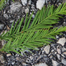 Close-up of a Bald Cypress tree sprig with delicate, feathery green needles branching from a reddish stem, resting on a textured gray and white stone surface.