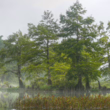 Cypress trees rise from the water in a misty swamp. Cattails grow along the water's edge, with lush green trees and fog in the background, creating a serene wetland landscape.