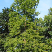 Lush Metasequoia glyptostroboides, or dawn redwood, stands tall against a blue sky. Its feathery, light green foliage creates a soft, textured appearance within a park-like setting.