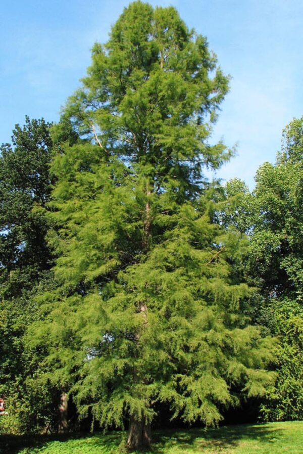 <i>Taxodium distichum</i> - Image 4