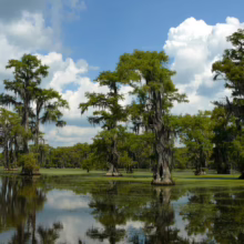 Cypress trees rise from a swamp, their trunks reflected in the still, green water. Spanish moss hangs from the branches under a blue sky with fluffy white clouds.
