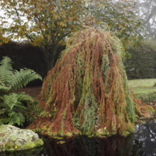 Weeping willow tree drapes over a tranquil pond in an autumn garden. Ferns and mossy rocks add to the serene landscape, reflected in the water's surface.