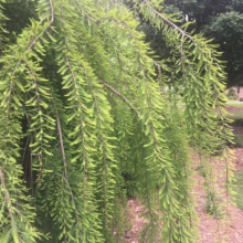 Weeping bald cypress tree branch with feathery, light green needles cascading down. The unique foliage creates a soft, textured effect, adding beauty to the landscape.