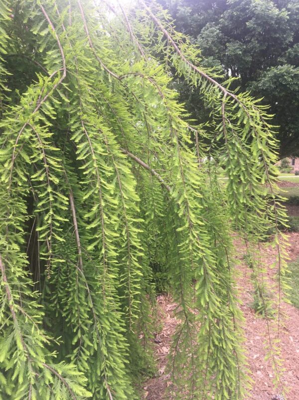 <i>Taxodium distichum</i> 'Cascade Falls' - Image 3