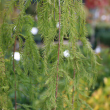 Close-up of a Weeping Bald Cypress tree branch with bright green, needle-like foliage cascading down. The slender, reddish-brown stems add contrast to the lush, vibrant greenery.
