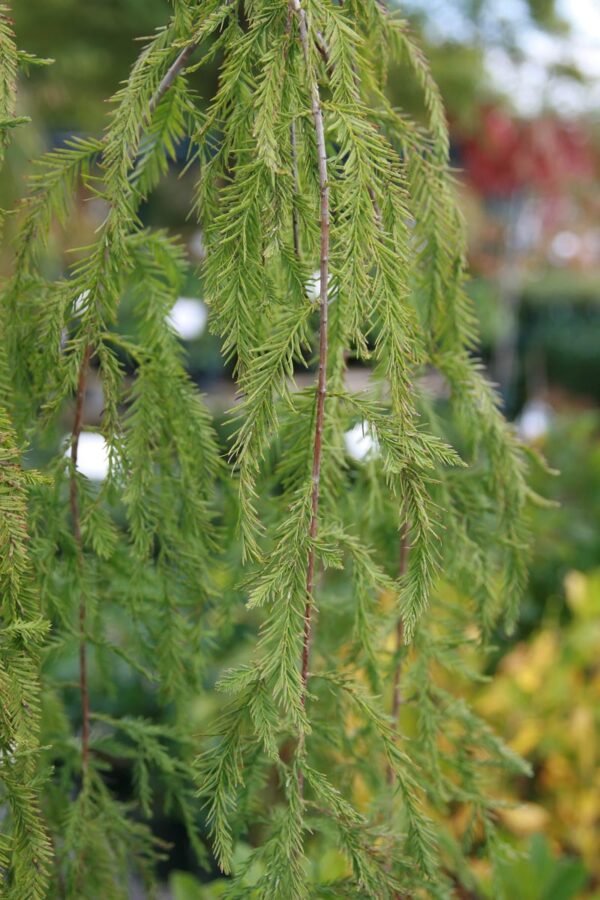 <i>Taxodium distichum</i> 'Cascade Falls' - Image 4