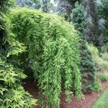 Weeping Bald Cypress tree with cascading green foliage dominates a garden scene. Other conifers and ground cover add depth and texture to the landscape.