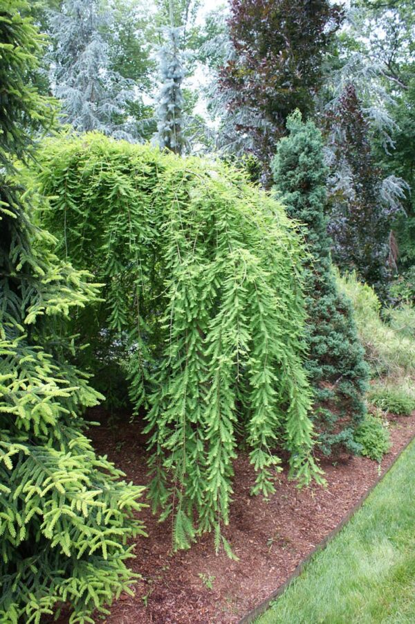 <i>Taxodium distichum</i> 'Cascade Falls' - Image 5