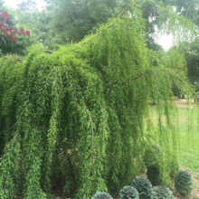 Weeping Bald Cypress tree with bright green foliage cascading down, creating a lush, natural canopy. Ornamental kale plants sit at the base in a green lawn setting.