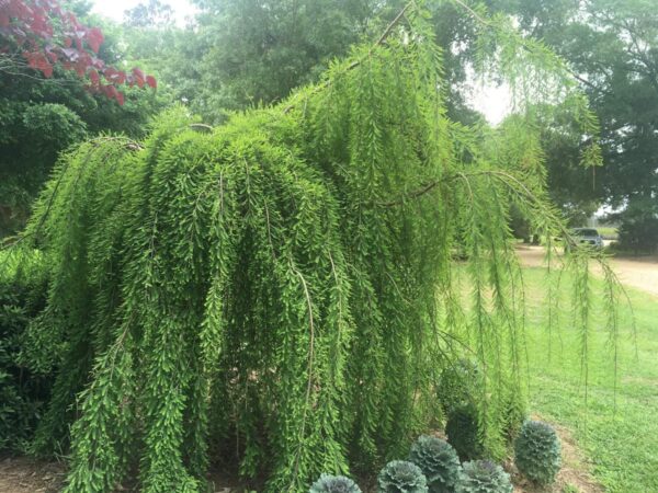 <i>Taxodium distichum</i> 'Cascade Falls' - Image 6